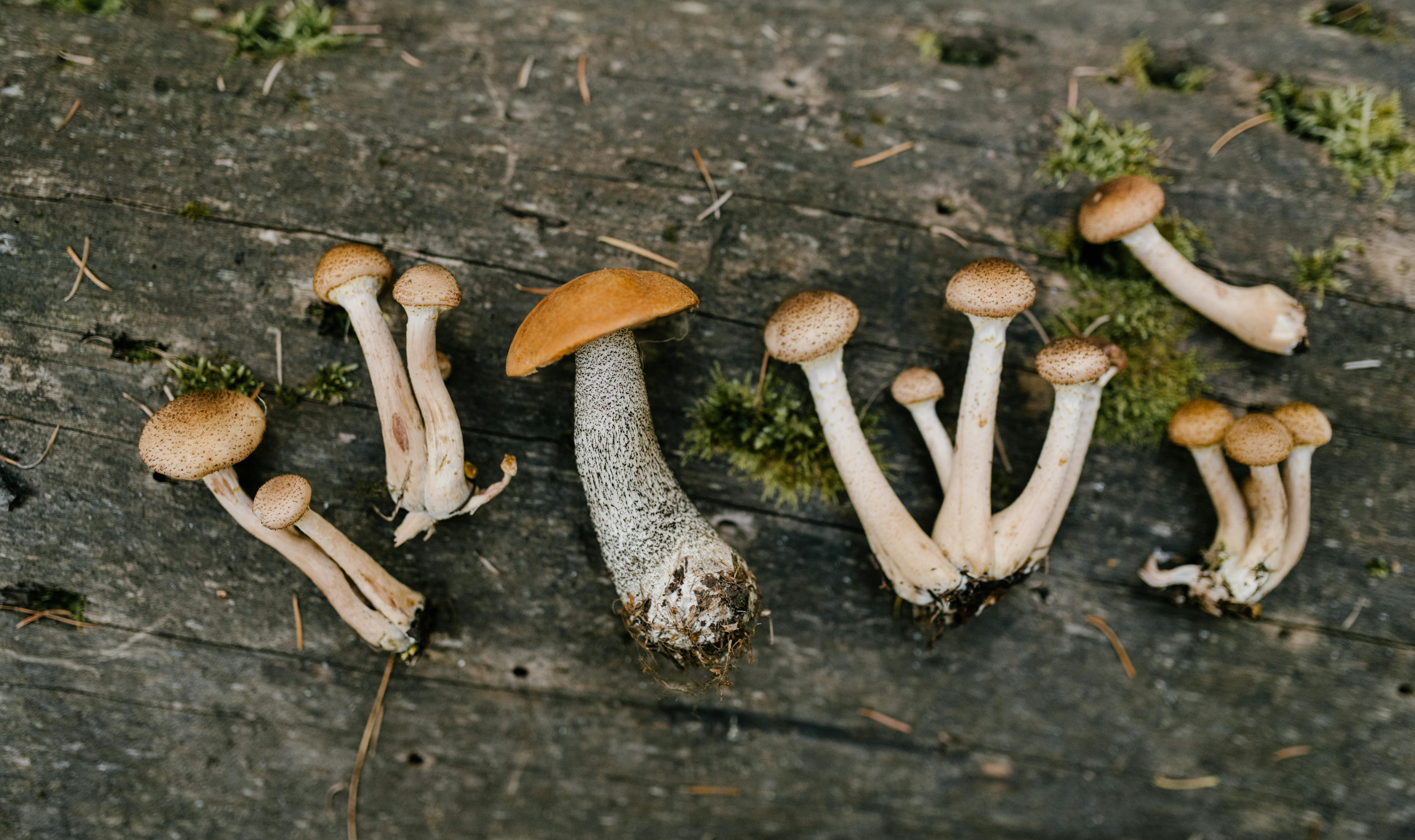 Are Mushrooms a Source of Protein? Here are 5 Unexpected Health Advantages of Medicinal Mushrooms