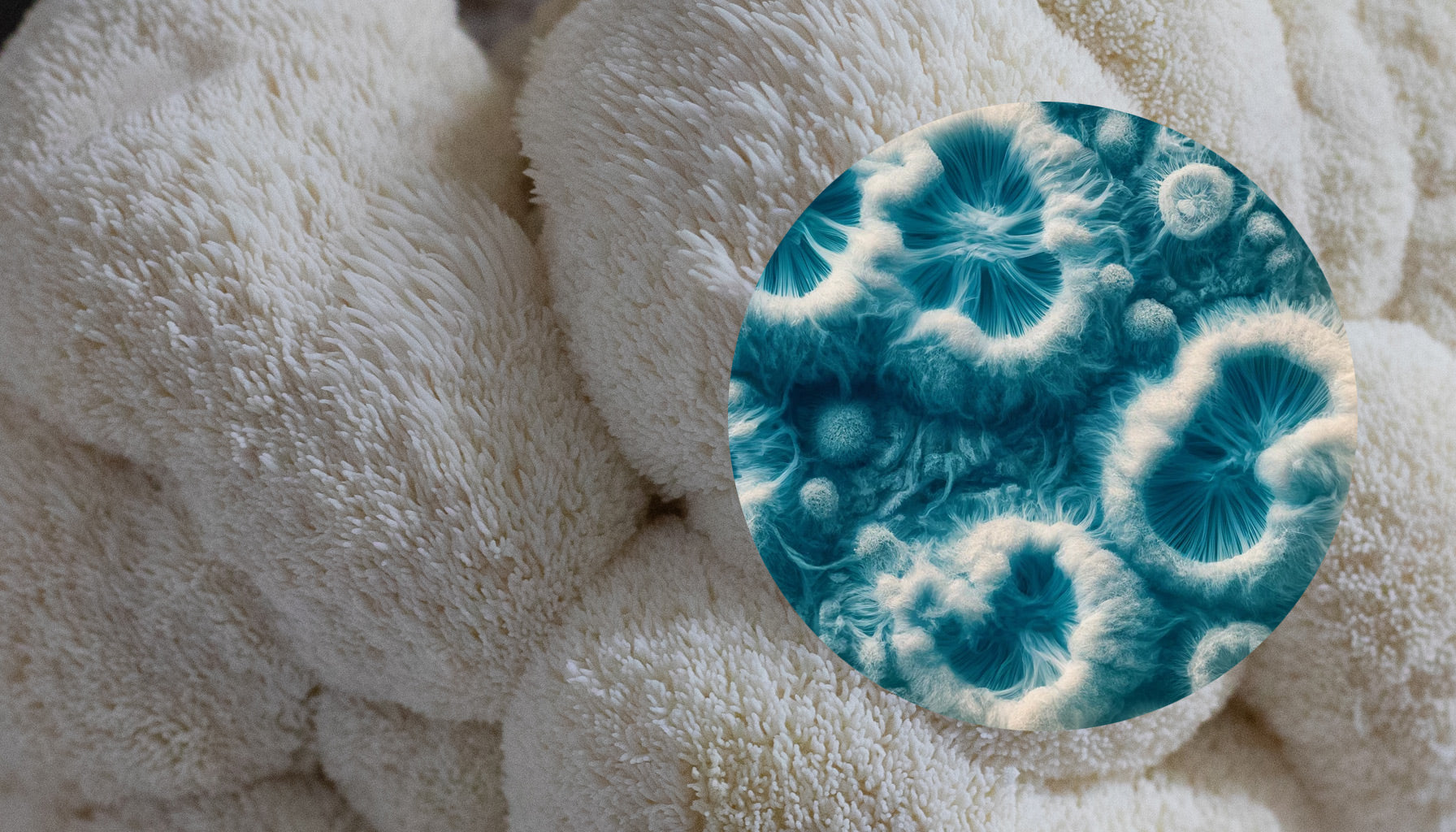 Exploring the Brain-Boosting Benefits of Lion's Mane Mushroom Mycelium