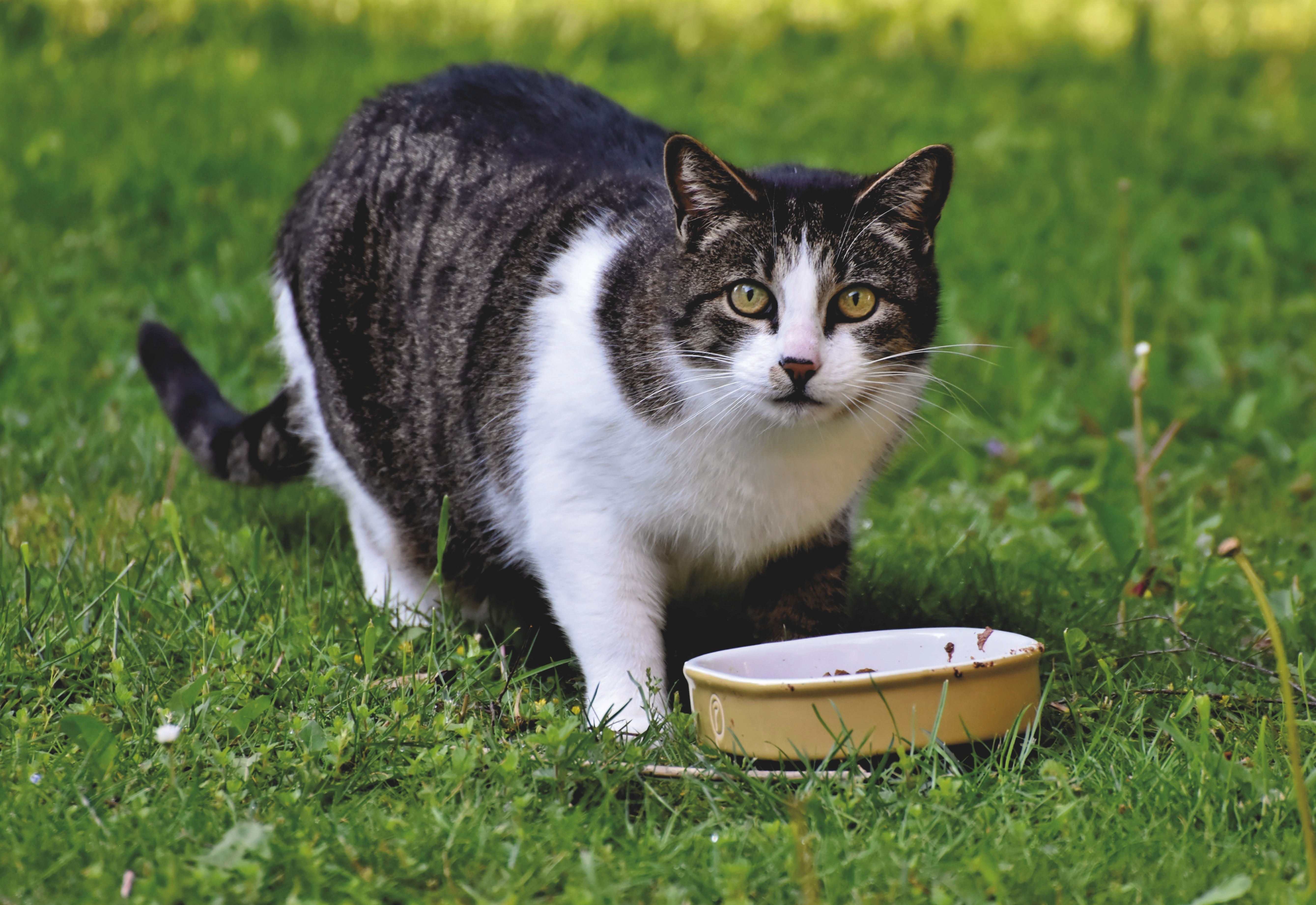 Mushrooms bad cheap for cats