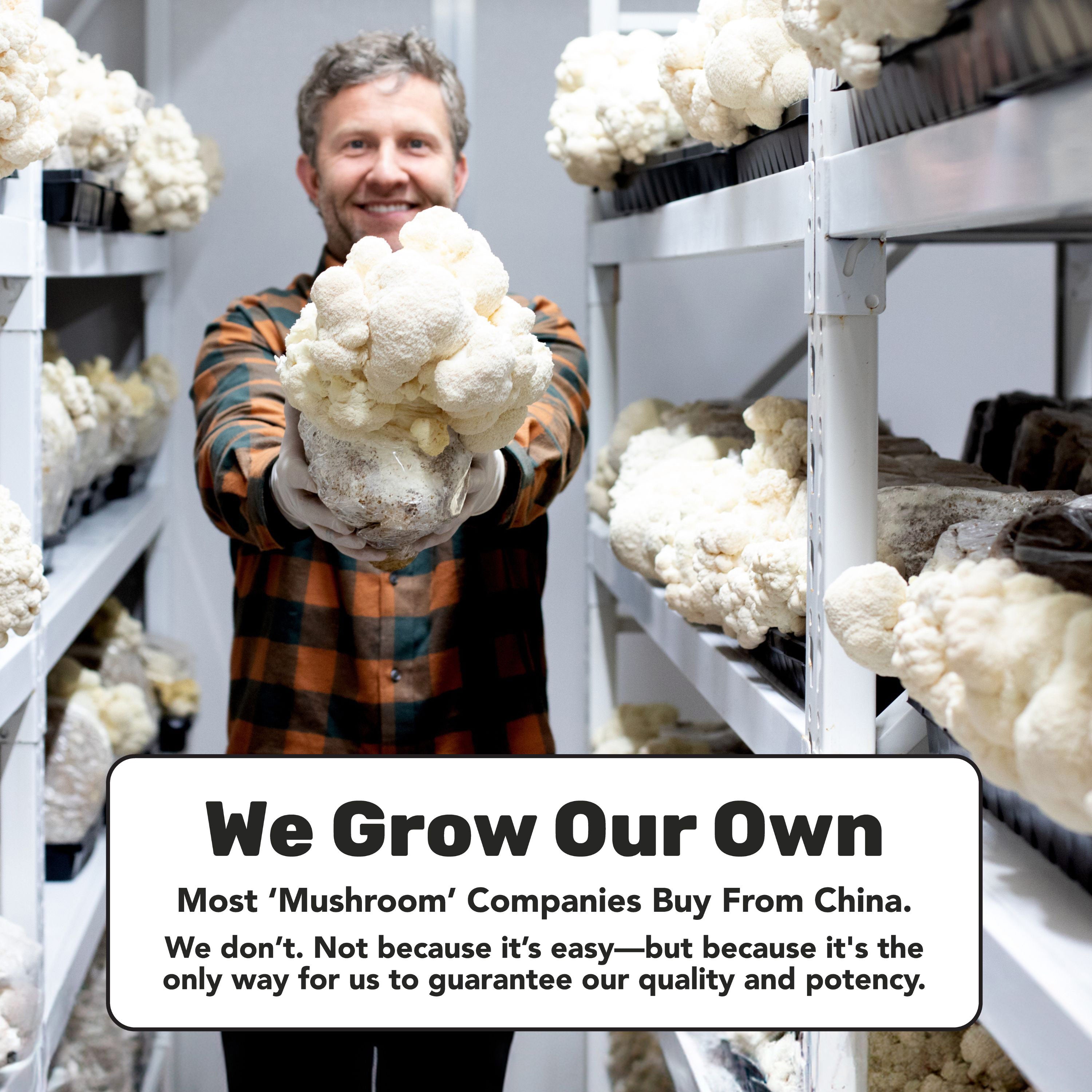 Poudre à 5 mélanges d'immunité quotidienne