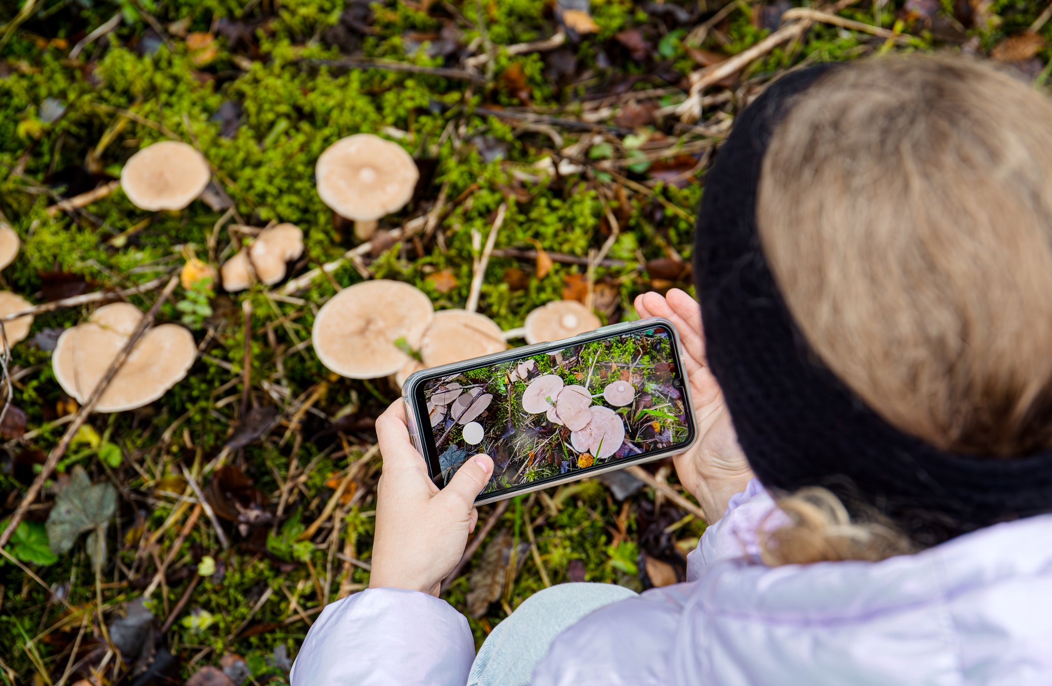 Top 6 Mushroom Identification Apps: Best for Hunting & Learning!
