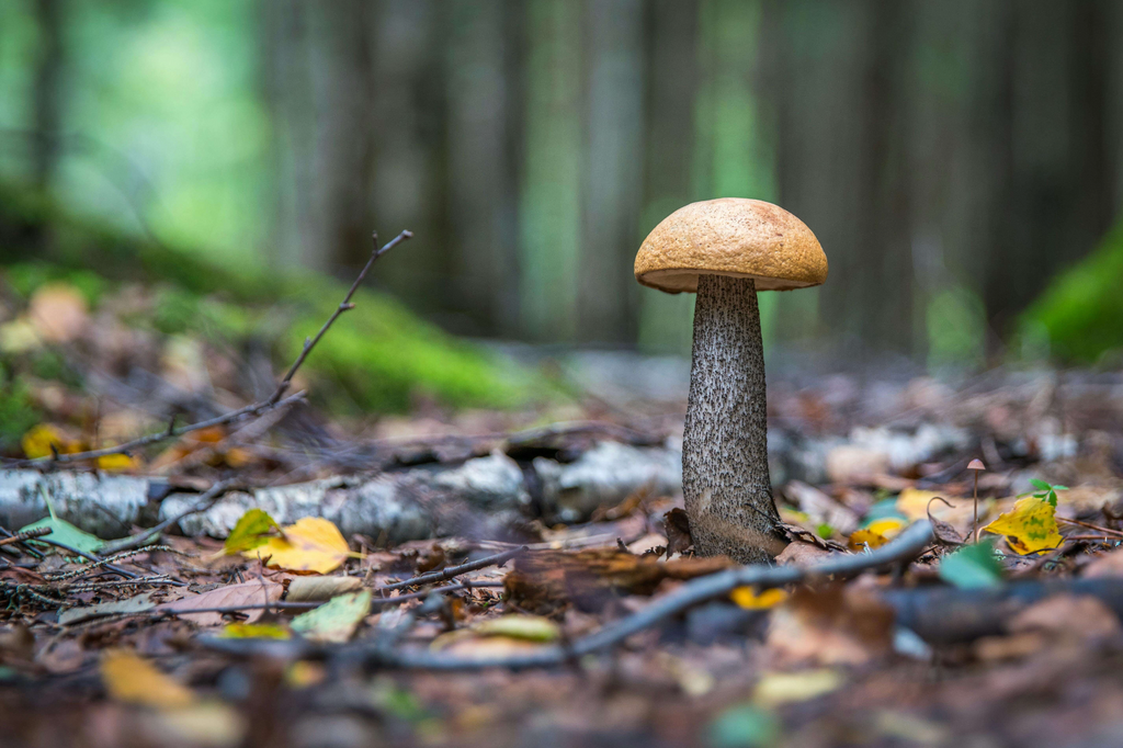 A Comprehensive Guide to Mushroom Anatomy Stay Wyld Organics A Comprehensive Guide to Mushroom Anatomy Stay Wyld Organics