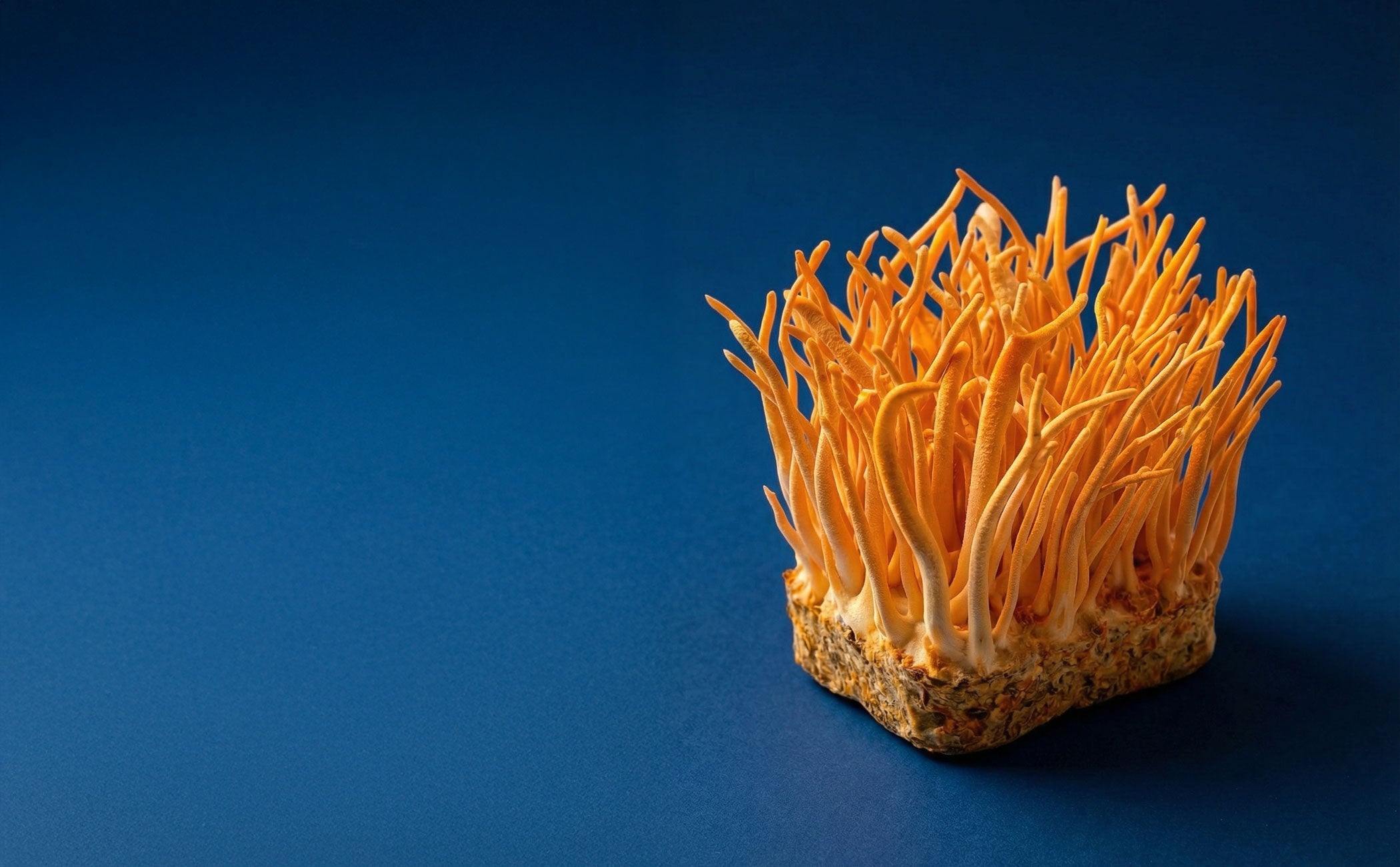 Cordyceps Militaris: Revolutionizing Gut Health and Blood Sugar Management?