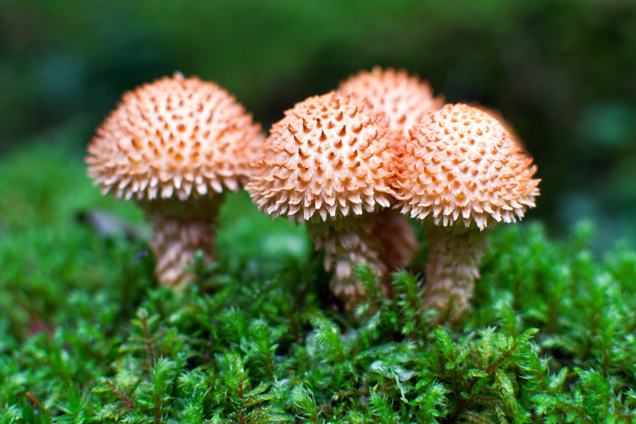 Top 10 Weirdest Mushrooms in the World of Fungi