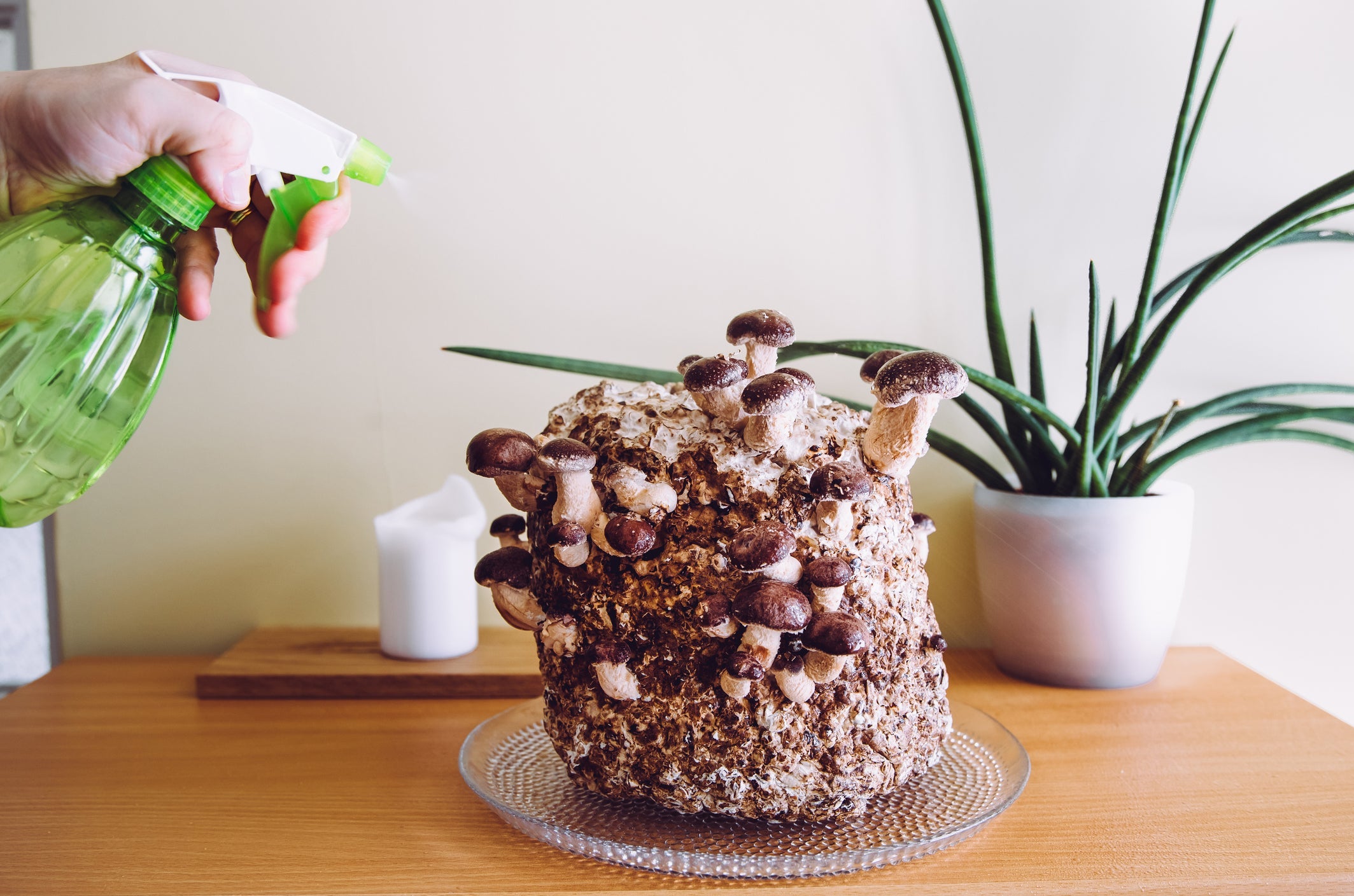 How to Grow Mushrooms at Home: A Complete Beginner’s Guide