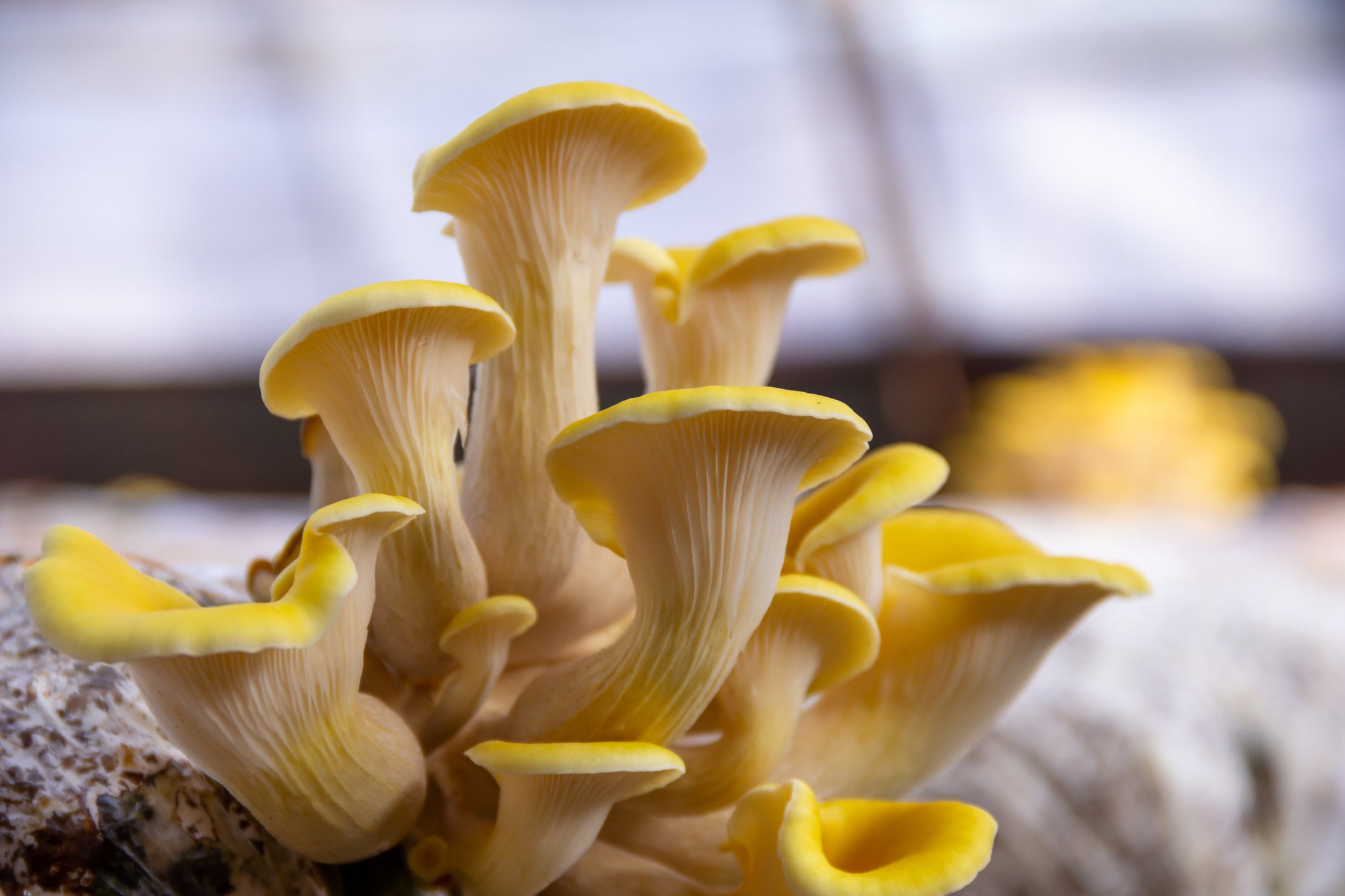 Discovering the Rich Flavor and Health Benefits of Golden Oyster Mushrooms