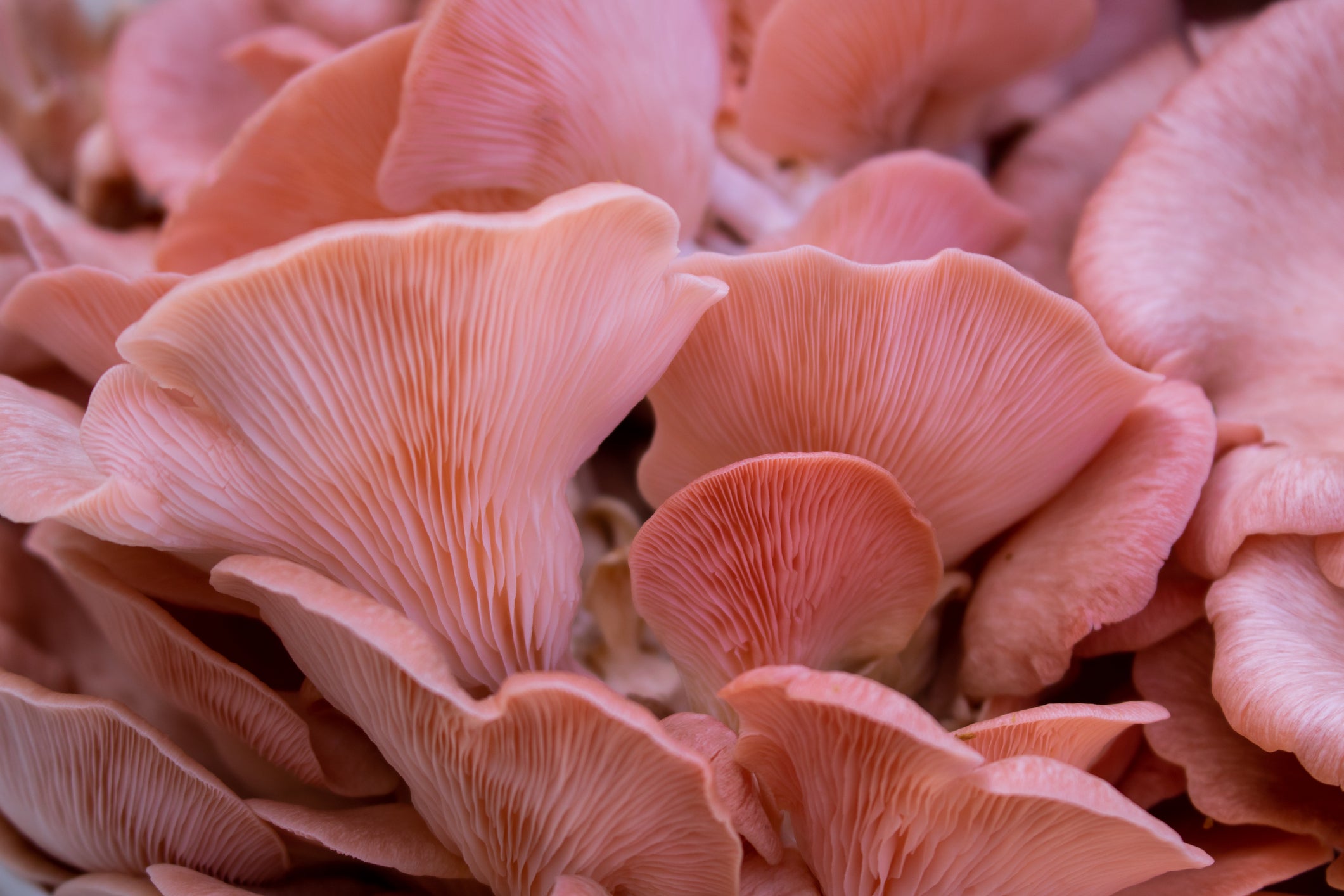 The Ultimate Guide to Cultivating Pink Oyster Mushrooms in Your Home