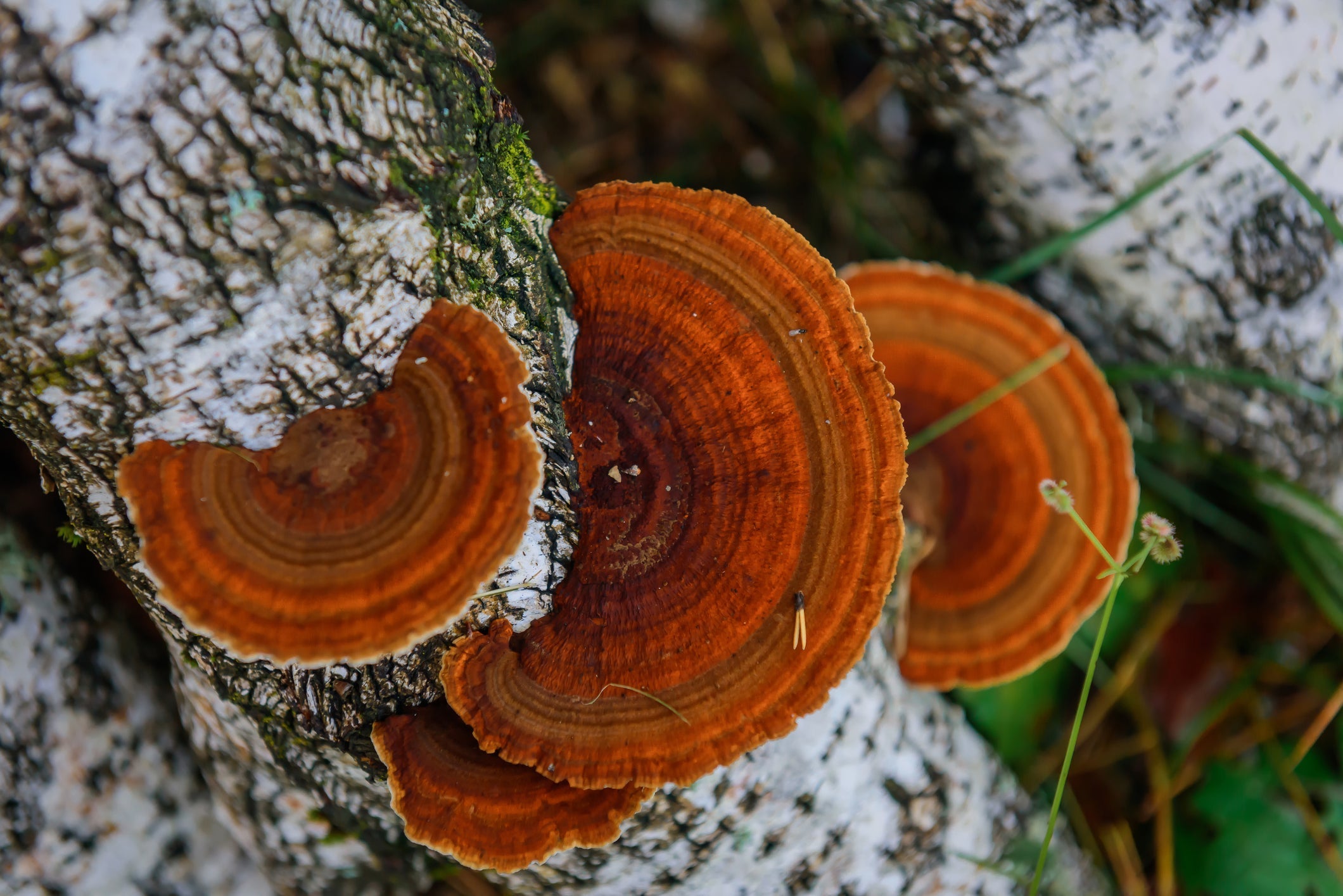 How to Choose High-Quality Chaga Products: A Comprehensive Guide
