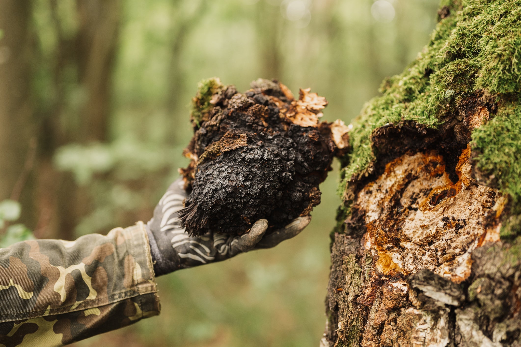 The Science Behind Chaga: Key Compounds and Their Effects