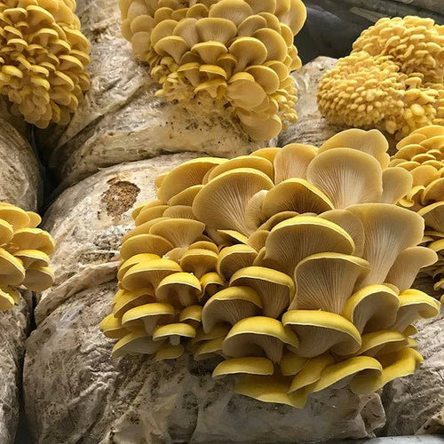 Golden Oyster Mushrooms