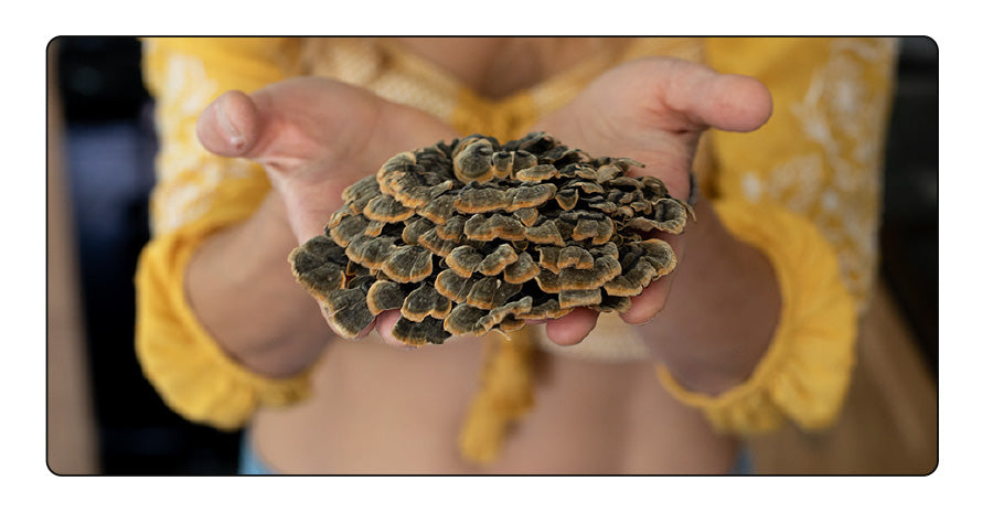 What Are Turkey Tail Mushrooms?