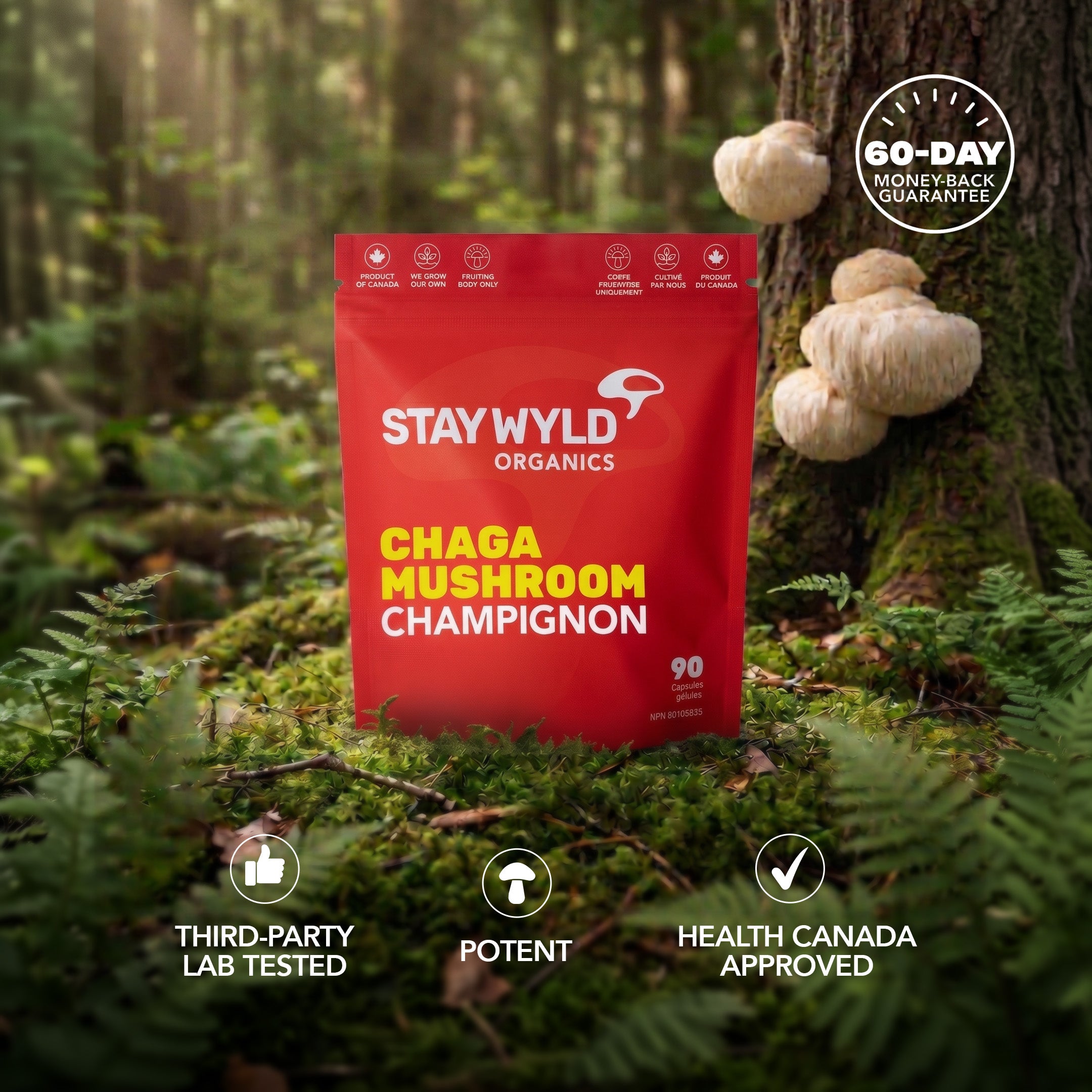 Chaga Mushroom Capsules | 90 Capsules