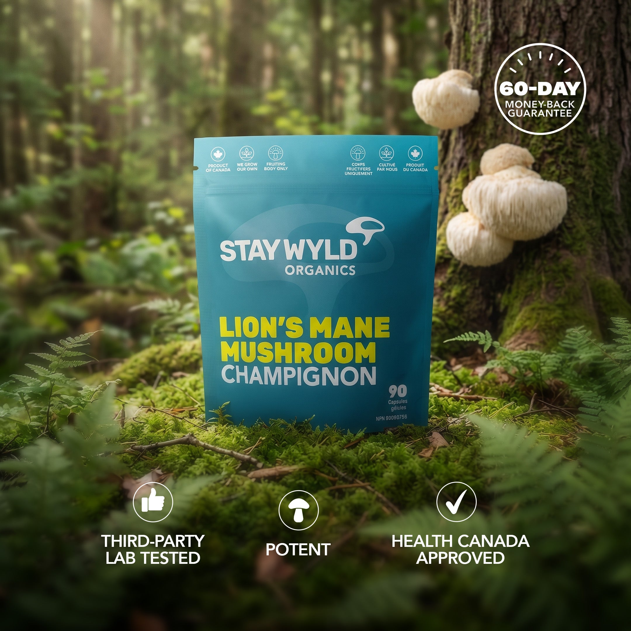 Gélules de champignon crinière de lion