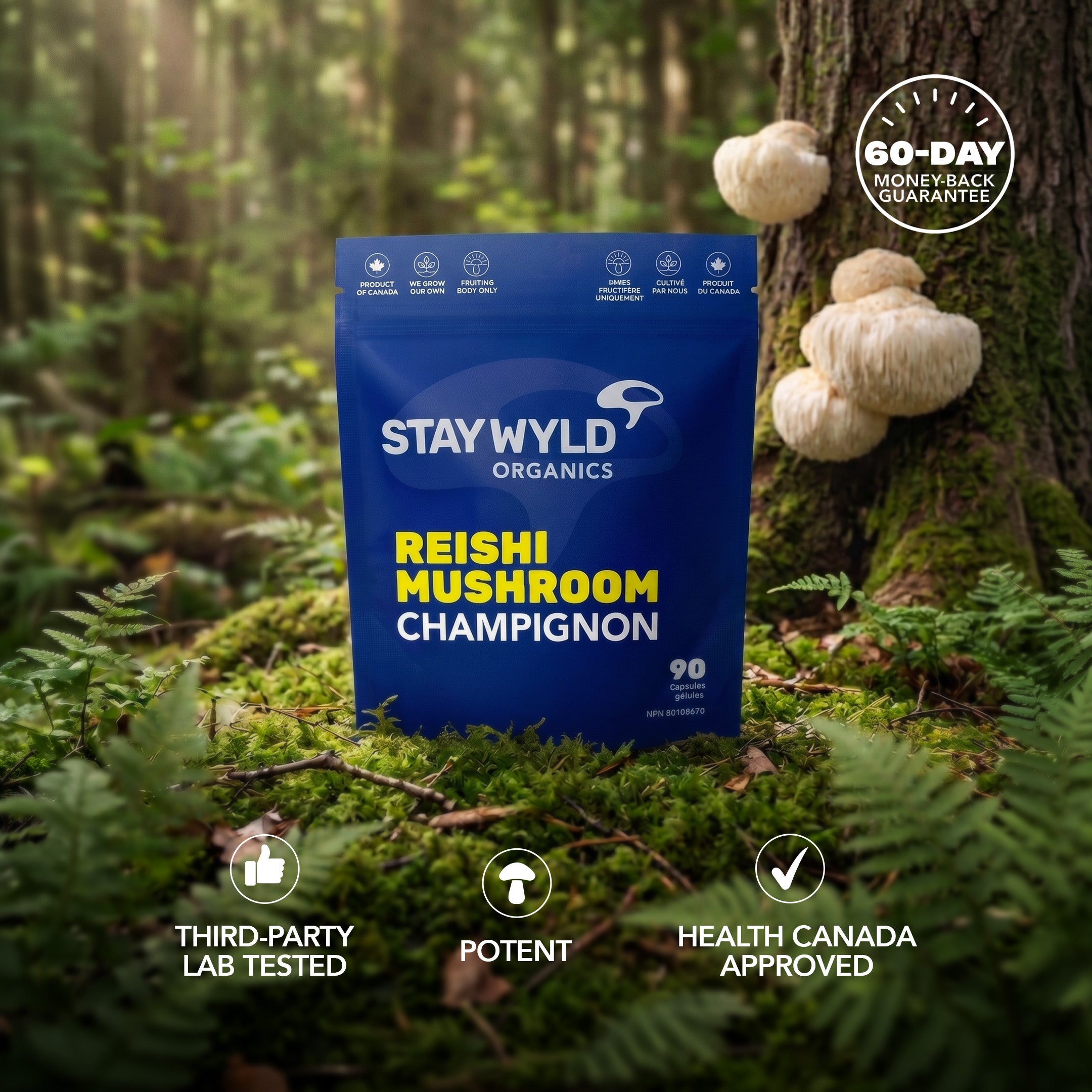 Reishi Mushroom Capsules | 90 Capsules