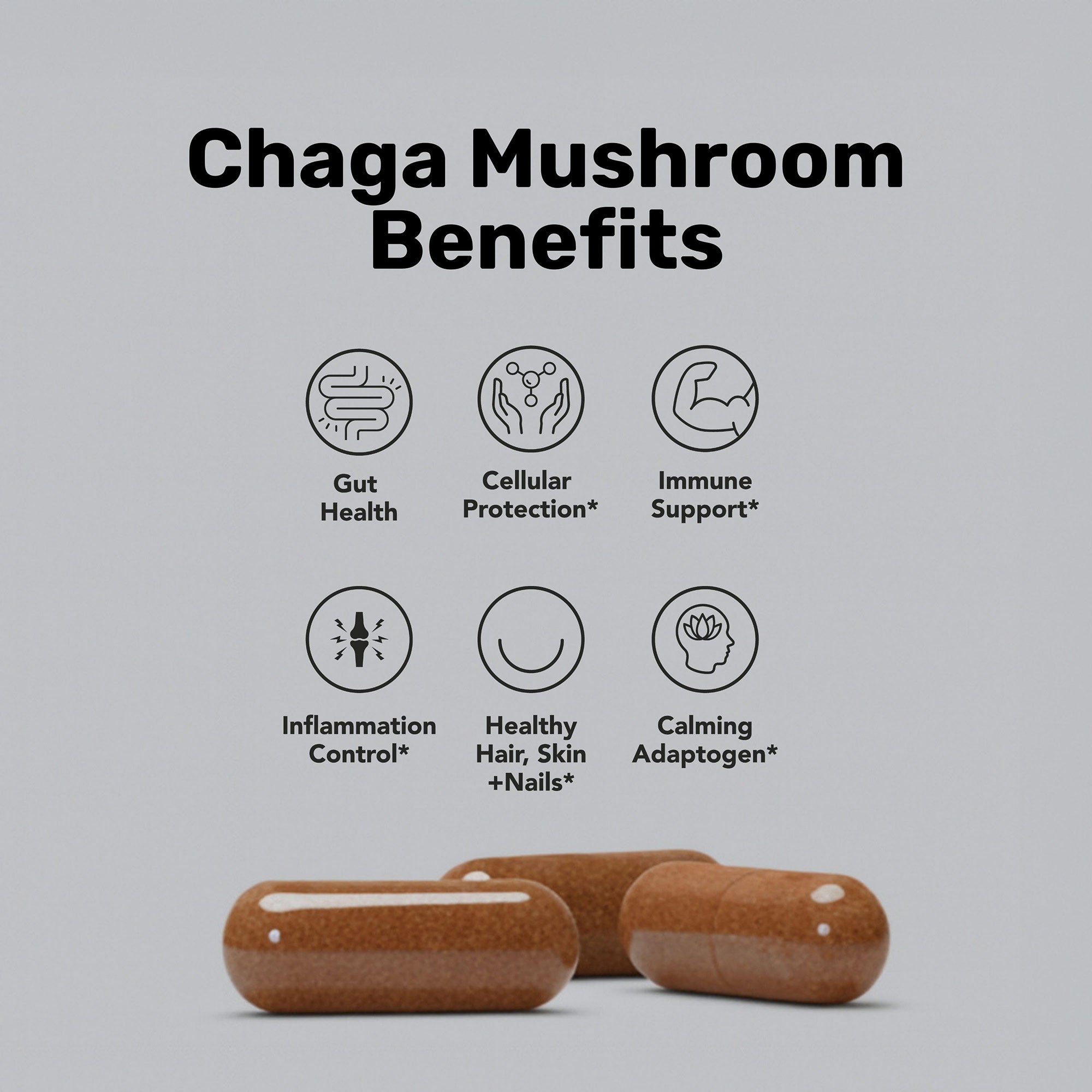 Gélules de champignon Chaga