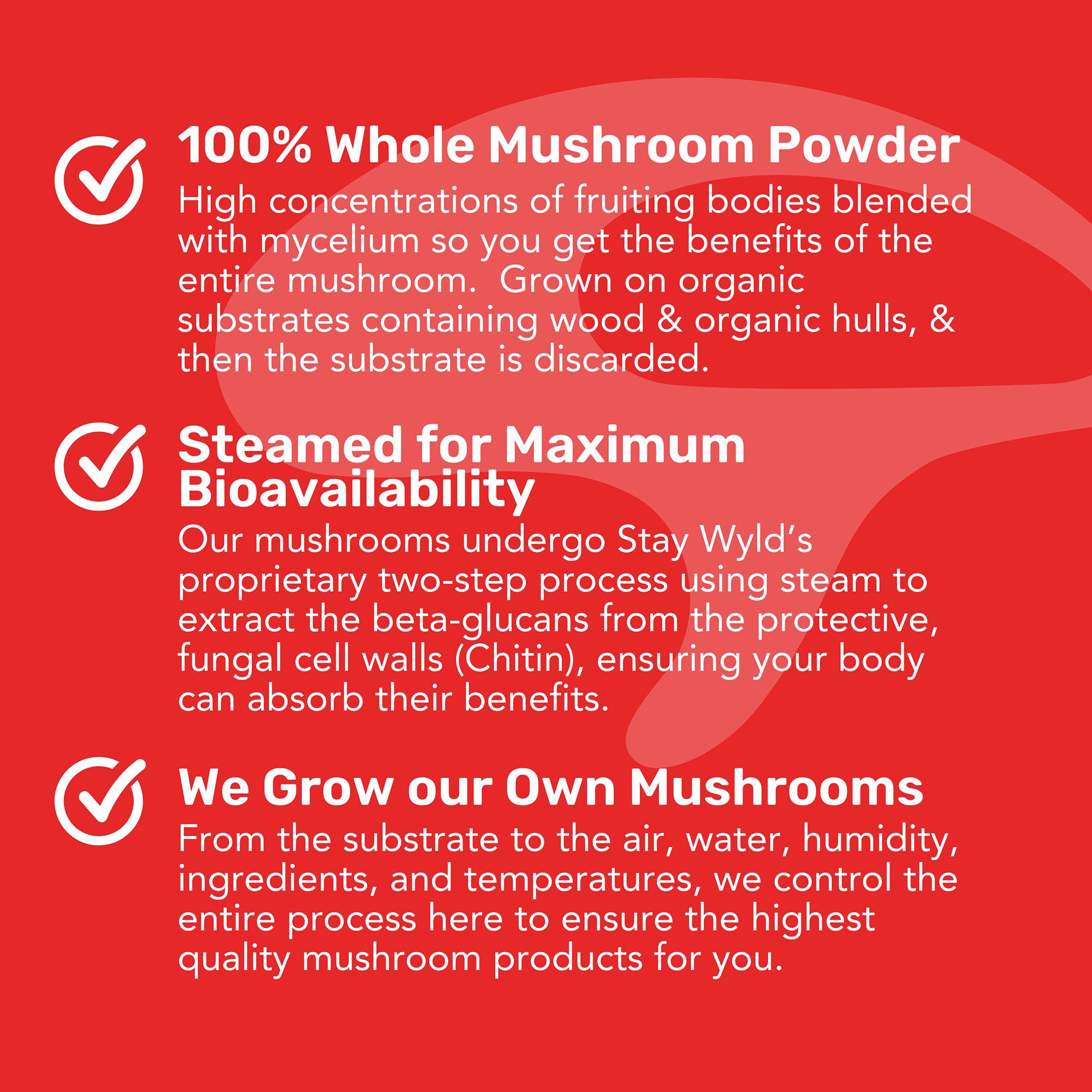 Gélules de champignon Chaga