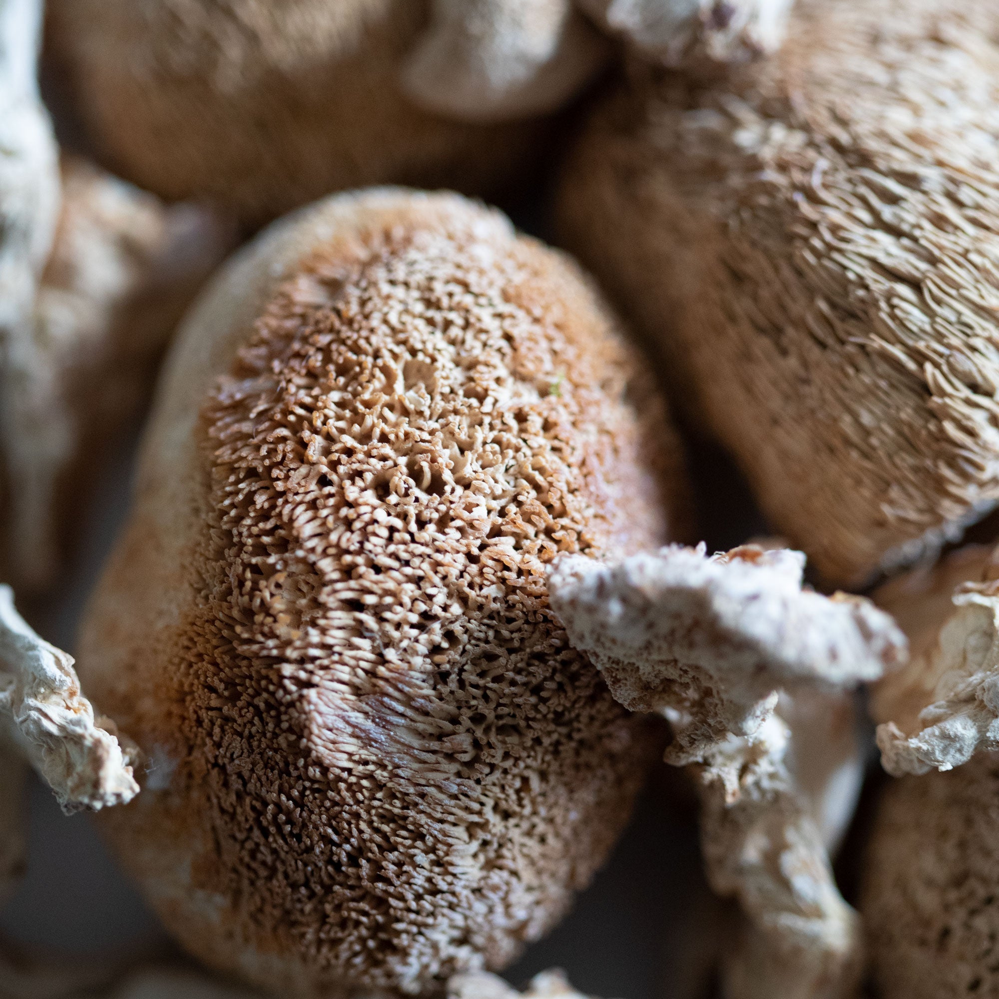 Lion&#39;s Mane Mushroom Powder